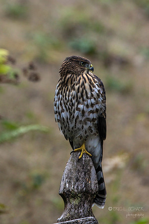 Cooper's Hawk- Bellevue Washington