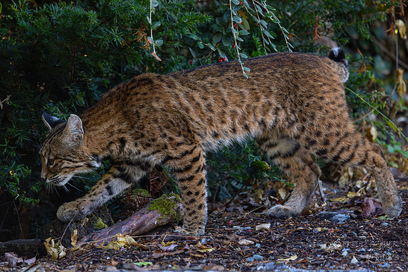 Bobcat- Bellevue Washington