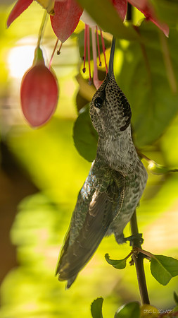 Anna's Hummingbird on Fuchsia Plant- Bellevue Washington