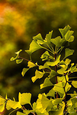 Ginkgo tree- Bellevue Washington