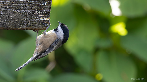 Black-capped Chickadee- Bellevue Washington