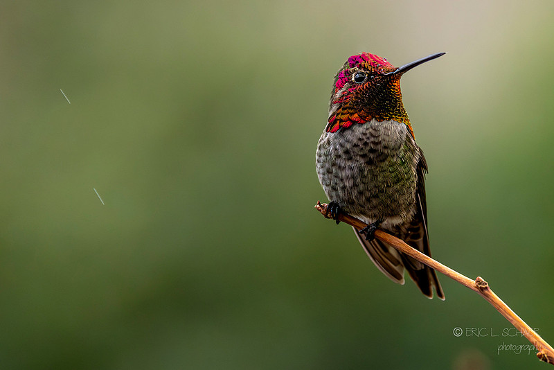 Anna's Hummingbird - Bellevue Washington