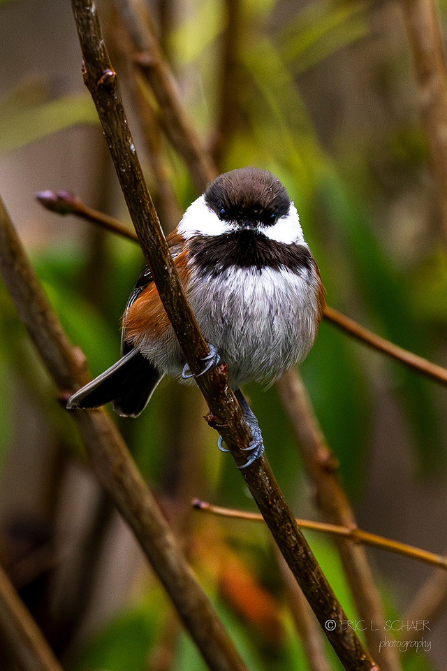 Chestnut-backed Chickadee- Bellevue Washington
