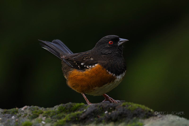 Spotted Toehee- Bellevue Washington