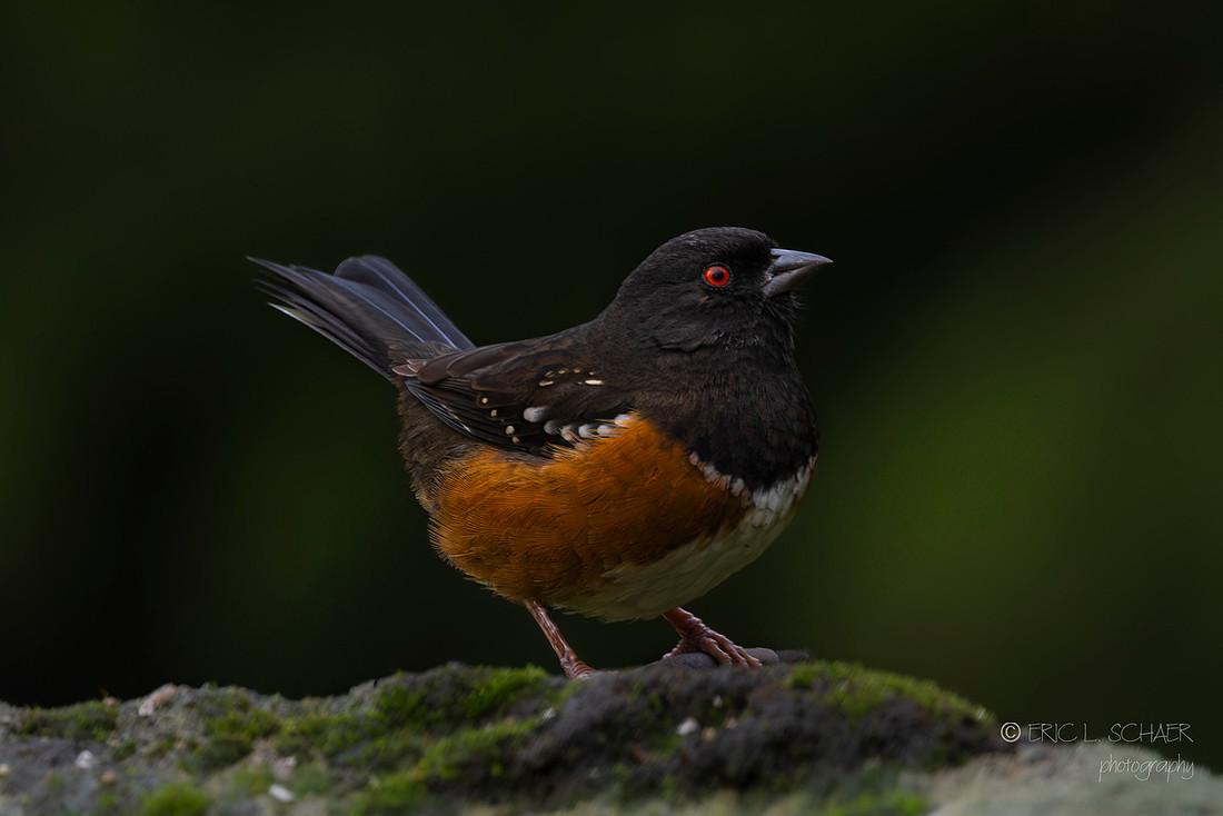 Spotted Toehee- Bellevue Washington