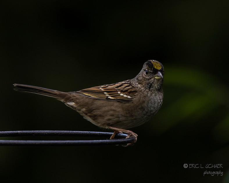 Golden-crowned sparrow- Bellevue Washington