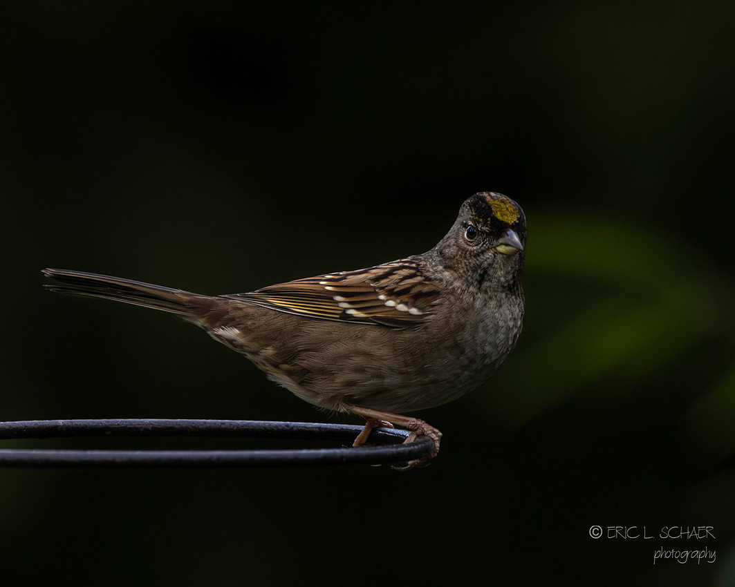 Golden-crowned sparrow- Bellevue Washington