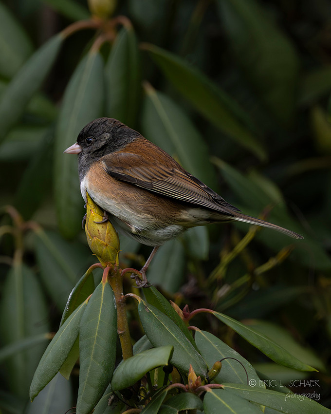 Dark-eyed Junco- Bellevue Washington