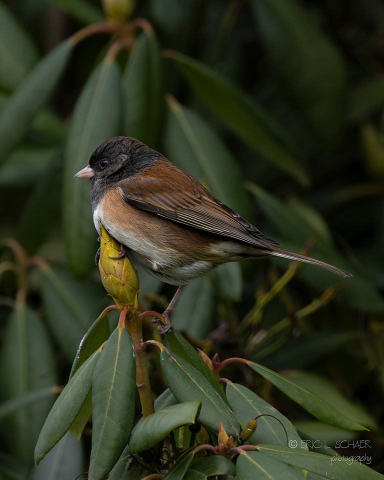 Dark-eyed Junco- Bellevue Washington