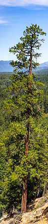 Suncadia