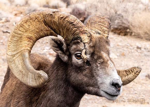 Nevada- Valley of Fire Sheep Closeup