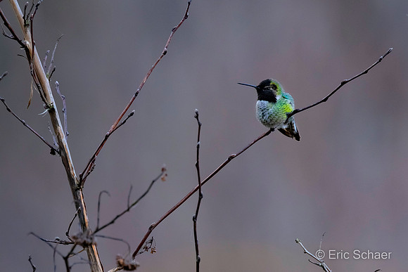 Anna's Hummingbird