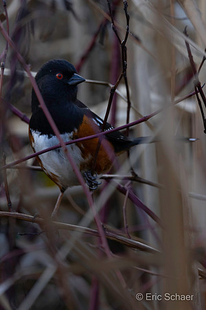 Spotted Towhee
