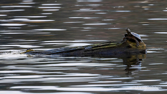 Yellow-bellied Slider Turtle