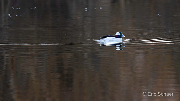 Male (Drake) Bufflehead Duck