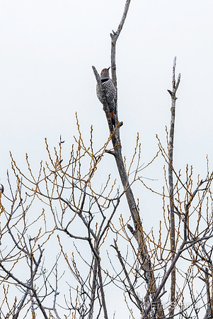 Northern Flicker