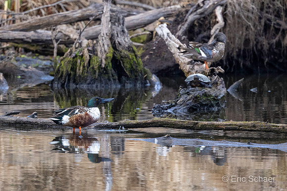 Northern Shoveler Duck & Yellow-bellied Slider Turtle