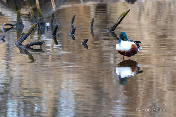 Northern Shoveler Duck