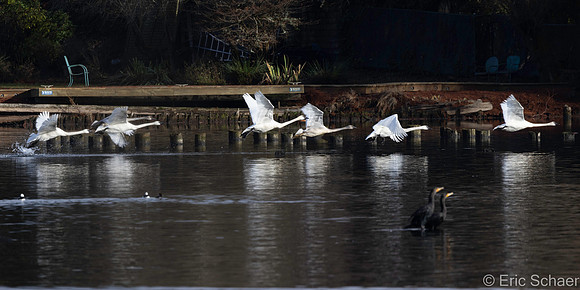Trumpeter Swans