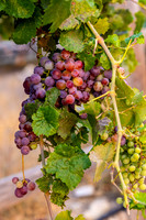 2021, California, Central Coast, Closeup, Grapes, Manucci Winery, Paso Robles, Red, Wild Coyote Winery, Winery