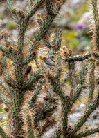 Palm Desert- Randal Henderson Hike