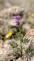 Palm Desert- Randal Henderson Hike