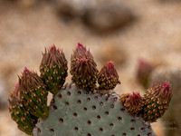 Palm Desert- Randal Henderson Hike