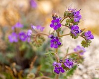 Palm Desert- Randal Henderson Hike