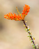 Palm Desert- Randal Henderson Hike