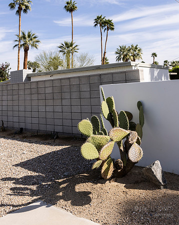 Canon- Palm Springs Mid Cent Modern Walk Tour