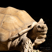 California: Palm Desert- The Living Desert Zoo & Gardens