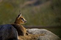 California: Palm Desert- The Living Desert Zoo & Gardens