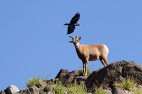 Canoon- The Living Desert Zoo & Gardens