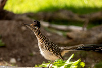 California: Palm Desert- Road Runner-The Living Desert Zoo & Gardens
