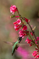 California: Palm Desert- Anna's Hummingbird- The Living Desert Zoo & Gardens
