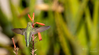 California: Palm Desert- Anna's Hummingbird- The Living Desert Zoo & Gardens