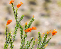 California: Palm Desert- Randal Henderson Hike