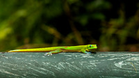 Hawaii: Gold dust day gecko- Rainbow Falls- Hilo