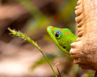 Gold dust day gecko- Rainbow Falls- Hilo