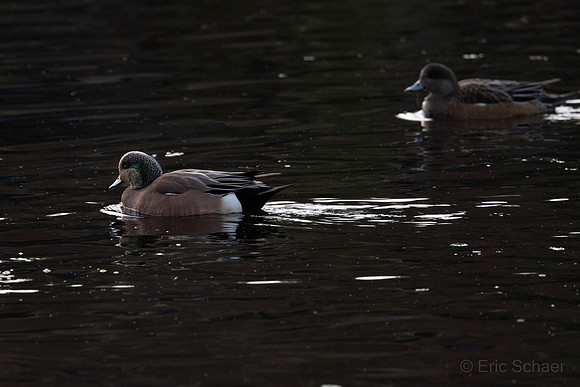 American Wigeon Duck