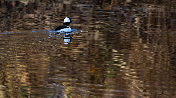 Bufflehead Duck