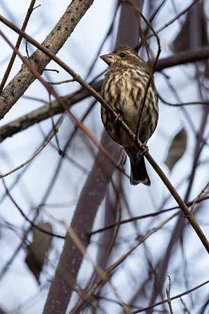 Pine Siskin Finch