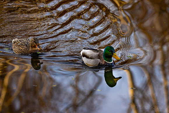 Male and Female Mallard Ducks