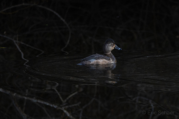 Female Ring-necked Duck
