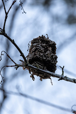 Nest
