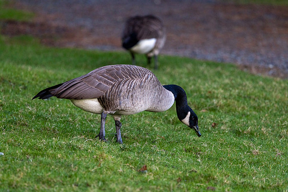 Canada Goose