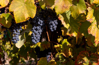 Hightower Cellars- Benton City Washington