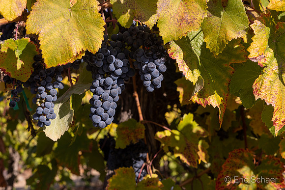 Hightower Cellars- Benton City Washington