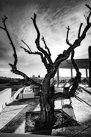 Manucci / Wild Coyote Winery, Paso Robles California