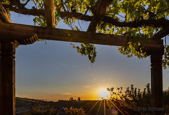 Manucci / Wild Coyote Winery, Paso Robles California